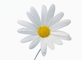 About Me. White Daisy Logo for social design