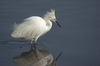 What Happens in Counselling?. Reflection_egret